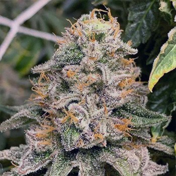12 FREE Strawpicanna Seeds  - Sensible Seeds Discount Code