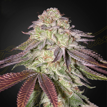 FREE Sugarlato Auto - Greenhouse Seed Co Promo Code
