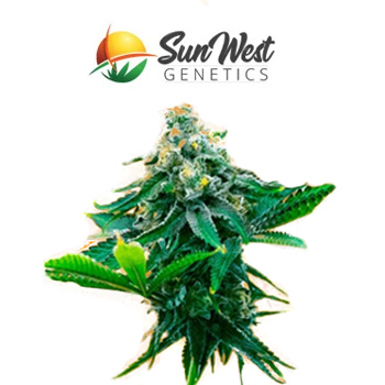 5 FREE Blue Amnesia Autos - Sunwest Genetics Promo Code