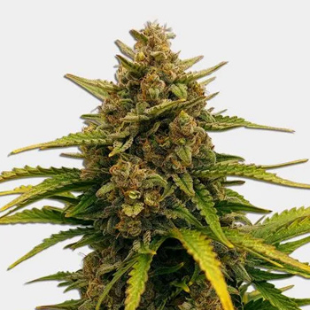 Super Boof Fem - BOGOF - MSNL Coupon Code