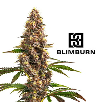 3 FREE Super Boof Seeds - Blimburn Seeds Discount Code