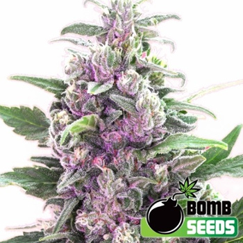 40% Off THC Bomb feminized - 420 Seeds Coupon Code