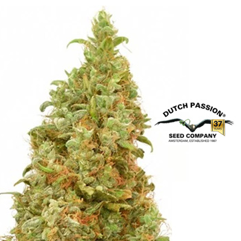 50% Off THC-Victory  - Dutch Passion Discount Code