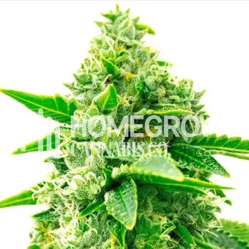 Trainwreck Feminized - BOGOF - Homegrown Cannabis Co Discount Code