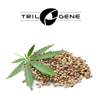 10% Off ALL Cannabis Seeds - Trilogene Seeds Coupon Code