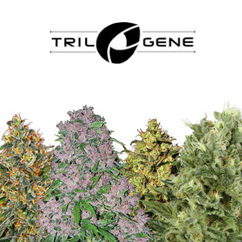 15% Off Early Black Friday Sale - Trilogene Seeds Promo Code