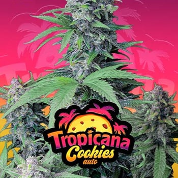 15% Off Tropicana Cookies Auto at Fast Buds - Coupon Code