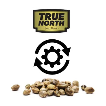 35% Off Autoflowering Seeds - True North Seed Bank Promo Code