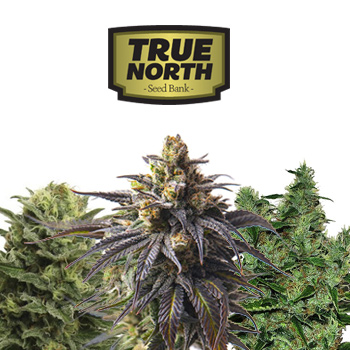 75% Off MEGA Clearance Sale - True North Seed Bank Discount Code