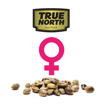 35% Off Feminized Frenzy Sale - True North Seed Bank Discount Code