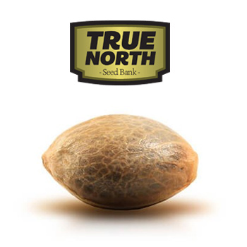 75% Off Single Seed Packs  - True North Seed Bank Coupon Code