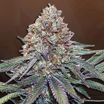 Ultra Bomb Cookies - BOGOF - Beaver Seeds Discount Code