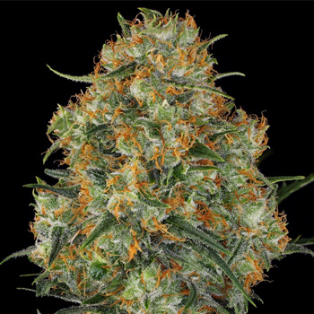 35% Off Wedding Cake - Weed Seed Shop Discount Code