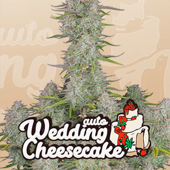 15% Off Wedding Cheesecake Auto at Fast Buds - Coupon Code