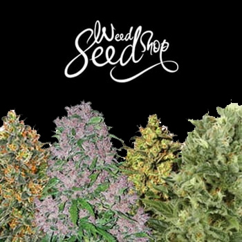 50% Off ALL Seeds - Weed Seed Shop Coupon Code