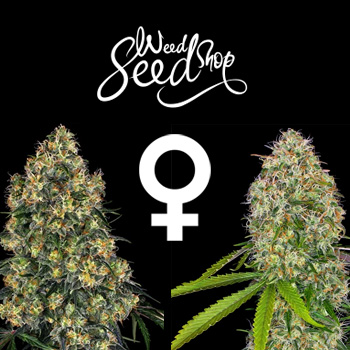 50% Off Feminized Seeds - Weed Seed Shop Discount Code