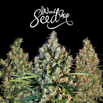 40% Off ALL Haze Strains - Weed Seed Shop Promo Code