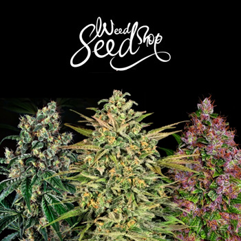 40% Off ALL Kush Strains - Weed Seed Shop Discount Code