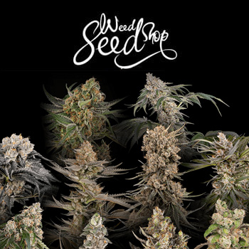 40% Off NEW Strains - Weed Seed Shop Coupon Code