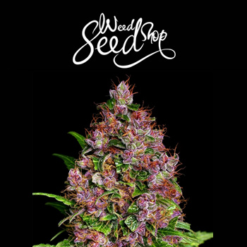 20% Off Purple Bud Feminized - Weed Seed Shop Discount Code