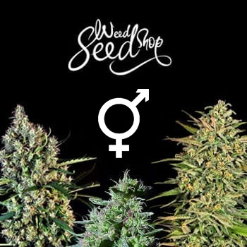 40% Off Regular Seeds - Weed Seed Shop Coupon Code