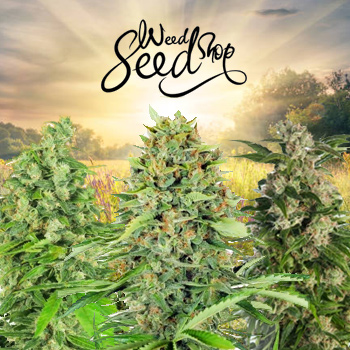 50% Off Spring Sale - Weed Seed Shop Discount Code
