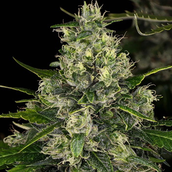 35% Off Double Tangie Banana - Weed Seed Shop Discount Code