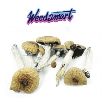 $30 Off Mix & Match Mushrooms Ounce at WeedSmart - Coupon Code