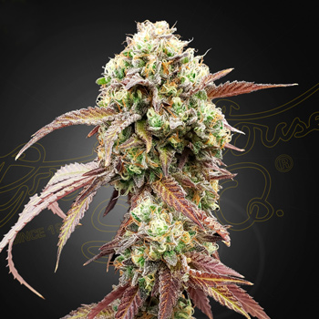 FREE West Coast OG x Gelato - Greenhouse Seed Co Discount Code