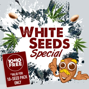 White Seeds - Buy 10 Get 10 FREE at Amsterdam Marijuana Seeds - Coupon Code
