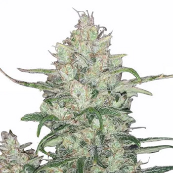2 FREE White Runtz Seeds - MSNL Coupon Code