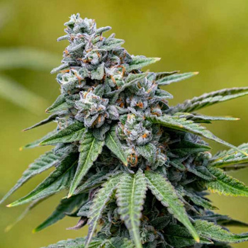 White Runtz Feminized - BOGOF - OG Seeds Coupon Code