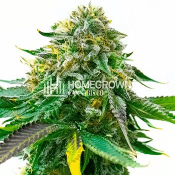 4 FREE White Widow Autos at Homegrown Cannabis Co - Coupon Code