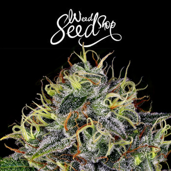 20% Off White Widow Feminized - Weed Seed Shop Discount Code