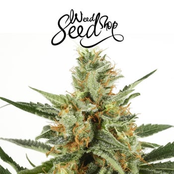 20% Off WSS Skunk Auto - Weed Seed Shop Promo Code