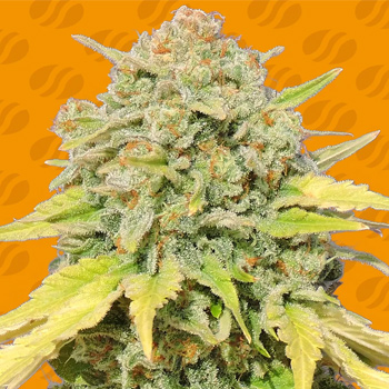 50% Off Z-Strain - Original Sensible Seeds Coupon Code