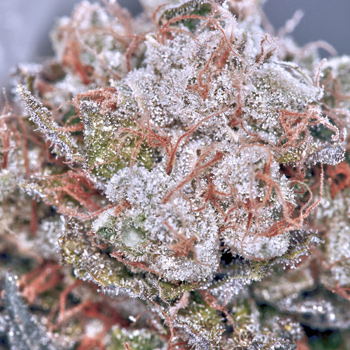 50% Off Zensation Gold - Ministry Of Cannabis Promo Code